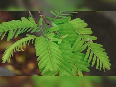 ಚಿಗುರು 