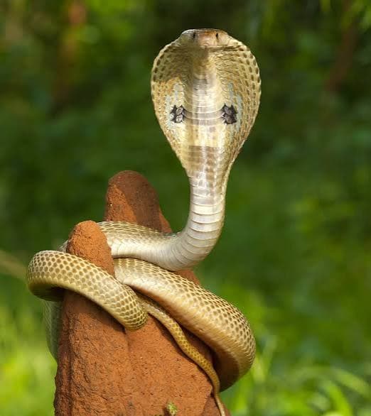 ಶೇಷನಾಗನೇ ಹರಸು ನೀ
