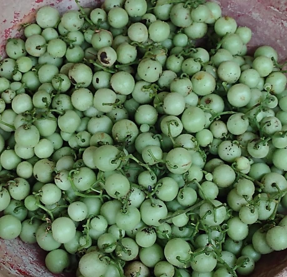 ಅದ್ಭುತ ಅಂಬಟ!