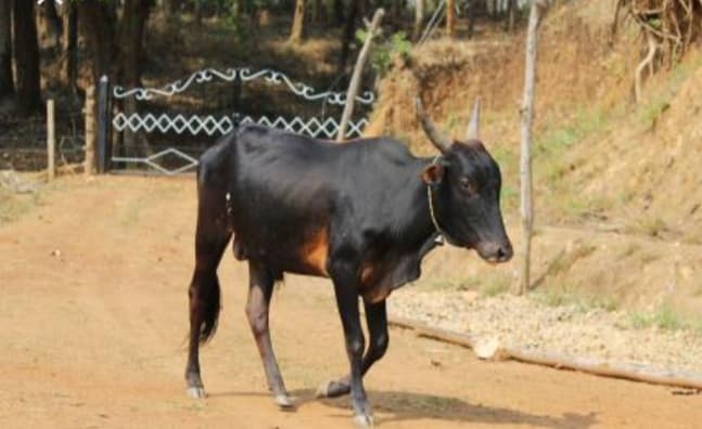 ಗೋವಿನ ನಿರಂತರ ಸೇವೆಯ ಅವಕಾಶಕ್ಕಾಗಿ (BVSc & AH)