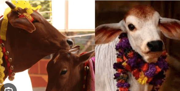 ನಮ್ಮನೆ ಗೋಪೂಜೆ