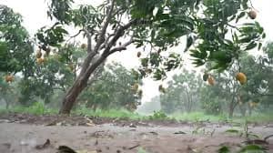 ಗಿಮ್ಮಾಡಿ ಅಖೇರಿ!