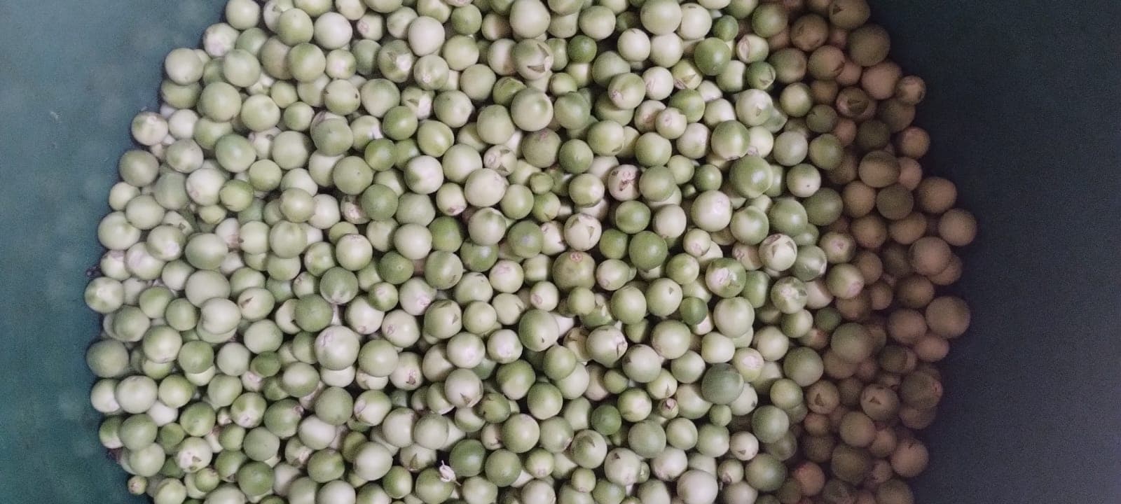 ಪ್ರಕೃತಿಯ ಉಡುಗೊರೆ ...